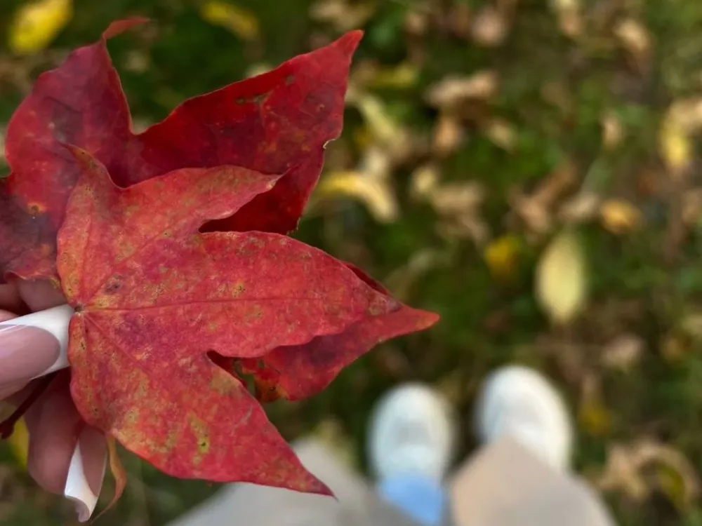 Гороскоп на 27 сентября: Львы почувствуют лёгкую тревожность, а Скорпионы будут работать быстрее обычного