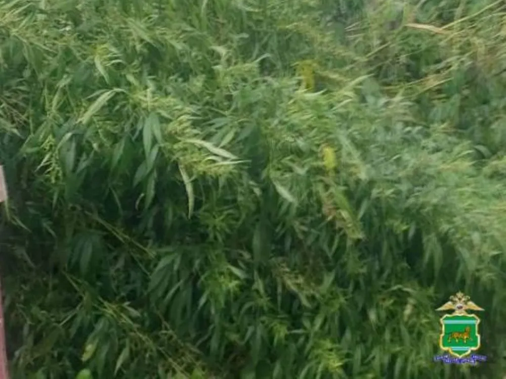 Биробиджанца задержали за выращивание наркосодержащих растений