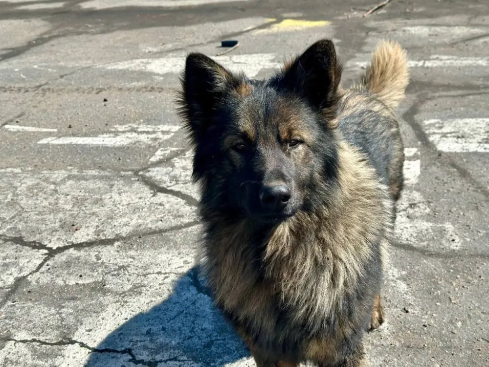 Семь дней в ловушке провела собака в ЕАО