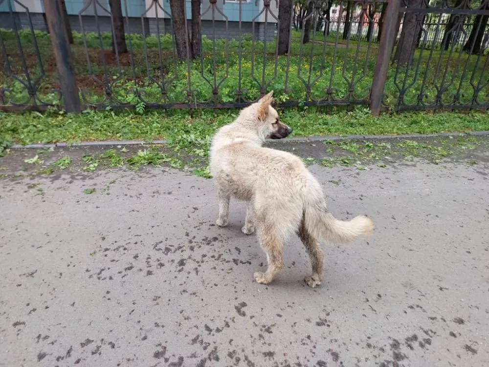 За укус собаки заплатит мэрия Биробиджана