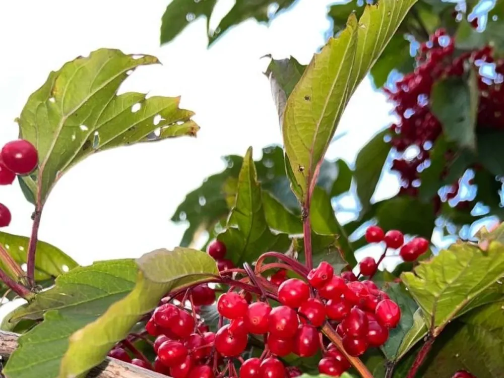 Погода на 27 сентября: ясная тёплая погода ожидается в ЕАО