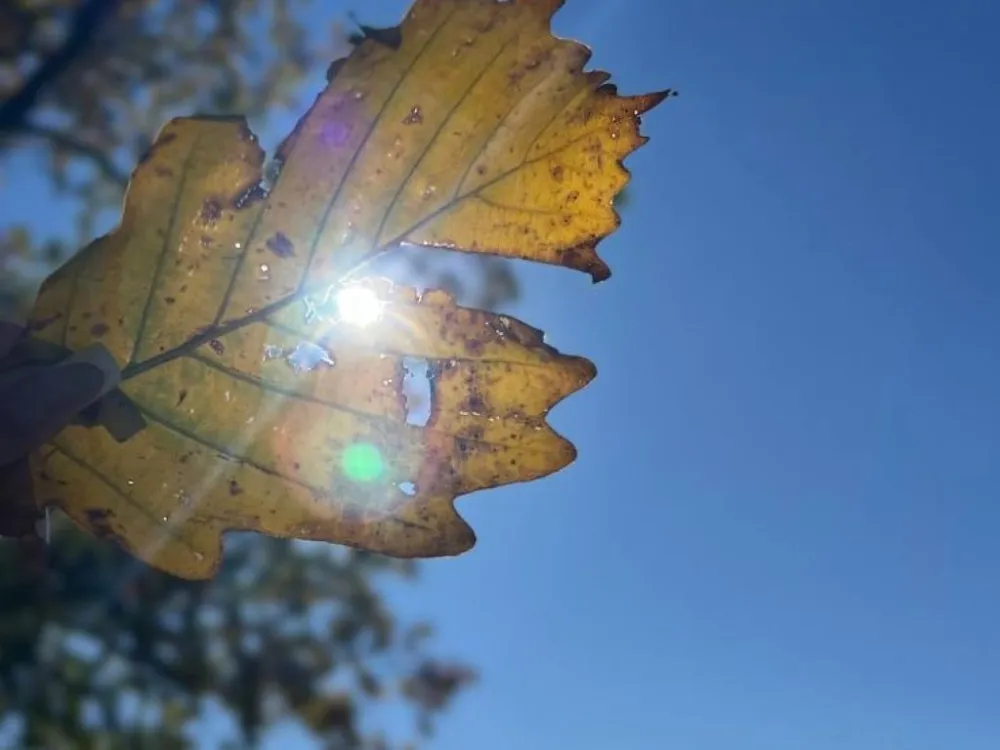 Погода на 2 октября: похолодает до 15 градусов в некоторых районах ЕАО