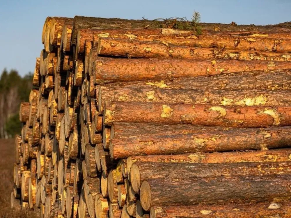 Черного лесоруба задержали в ЕАО