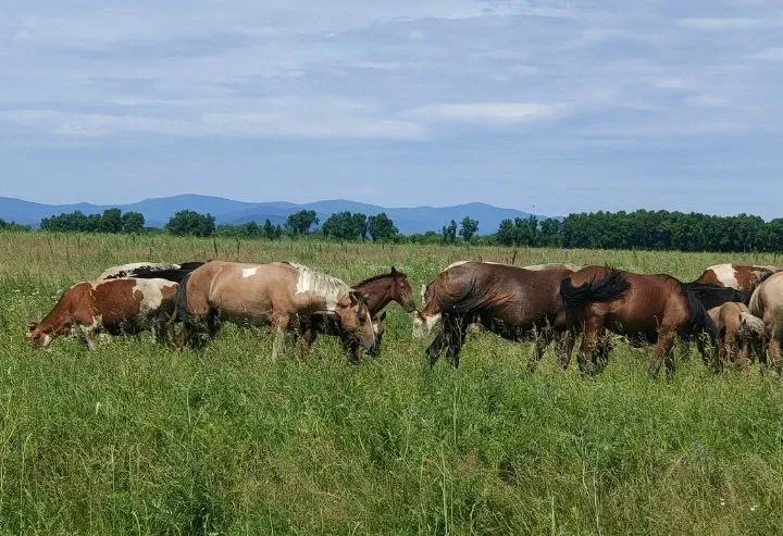 Погрузятся в историю казачества и мир лошадей участники II Этнофеста «Бирария»