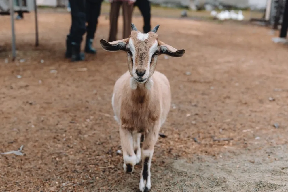 Радость для детей и взрослых: контактный зоопарк на II Этнофесте «Бирария»