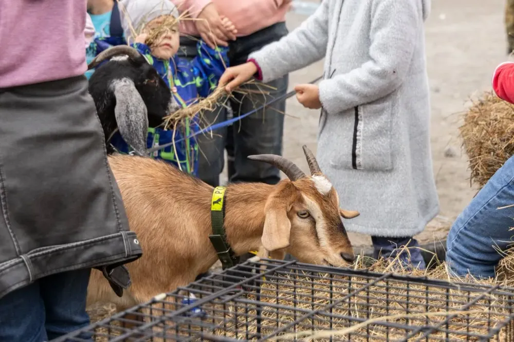 Ну что за милота: животные контактного зоопарка покорили сердца участников Этнофеста «Бирария»