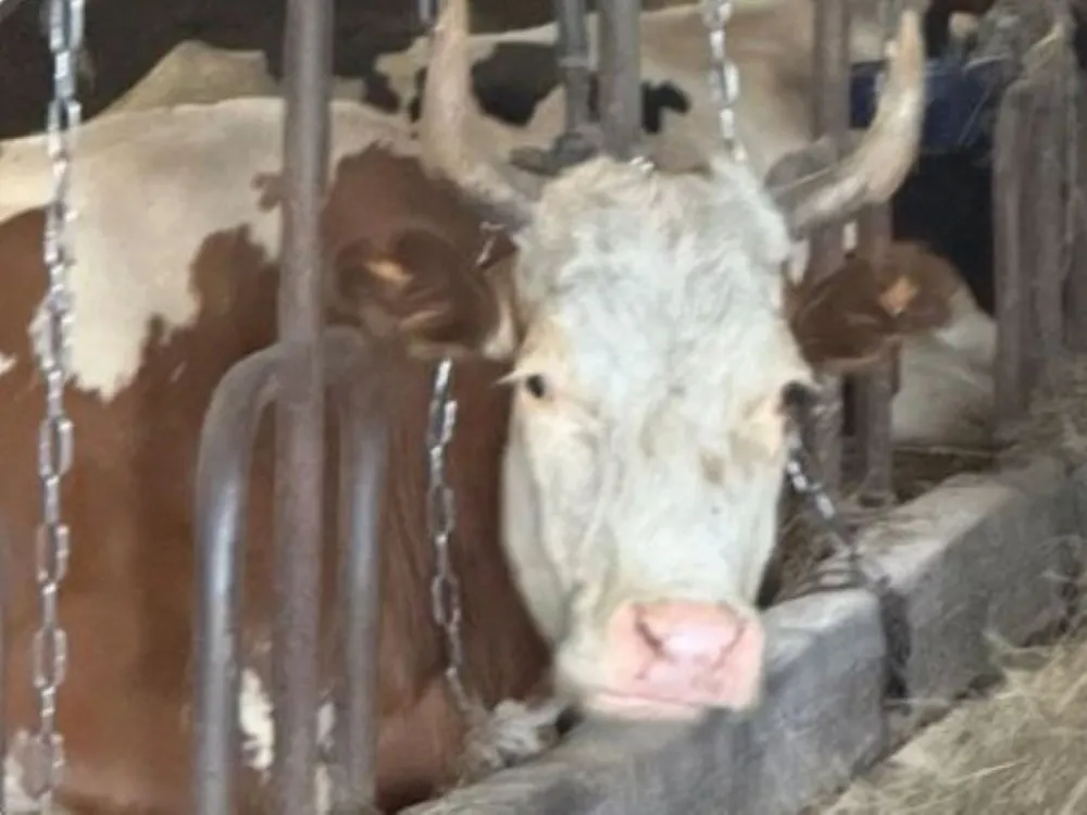 В антисанитарных условиях содержатся животные в колхозе «Раддевский» в Облученском районе