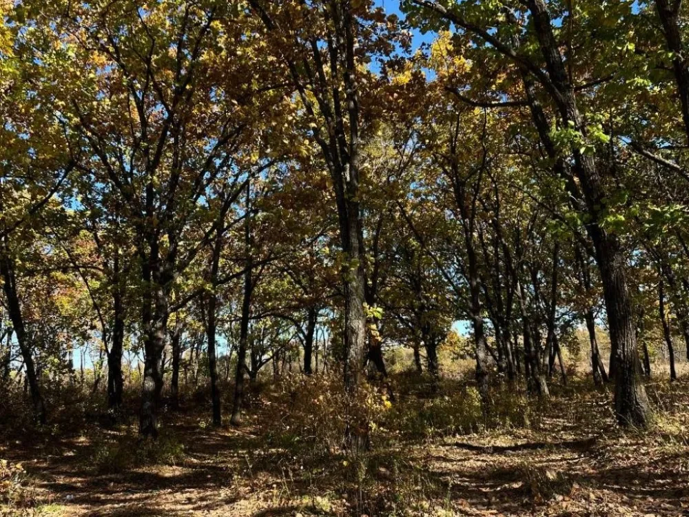 Погода на 3 октября: переменная облачность, слабый ветер ожидаются в ЕАО