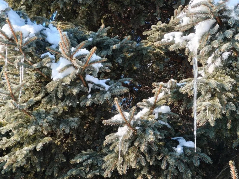 Небольшой снег ожидается местами в ЕАО