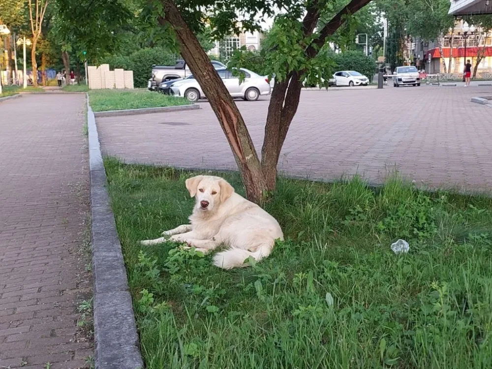 В два раза увеличенную компенсацию получит ребёнок за укус собаки в ЕАО