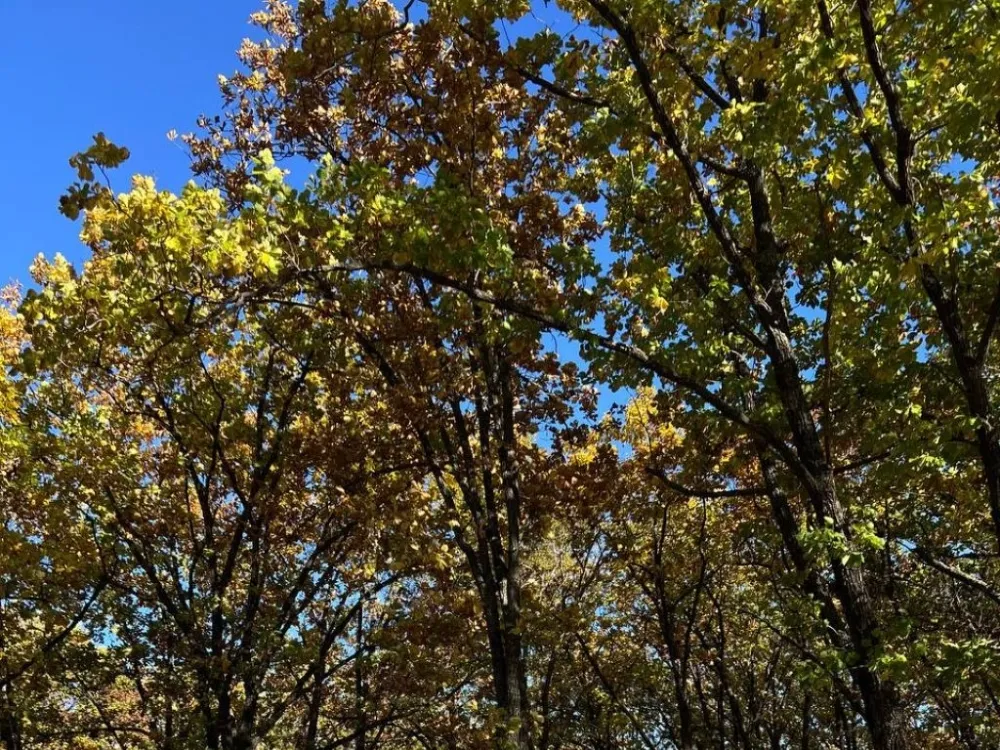 Малооблачная погода ожидается 21 октября в ЕАО