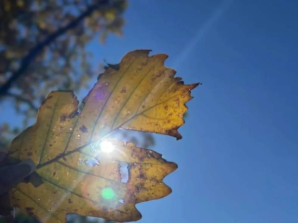 Ясная погода и умеренный ветер ожидаются 23 октября в ЕАО