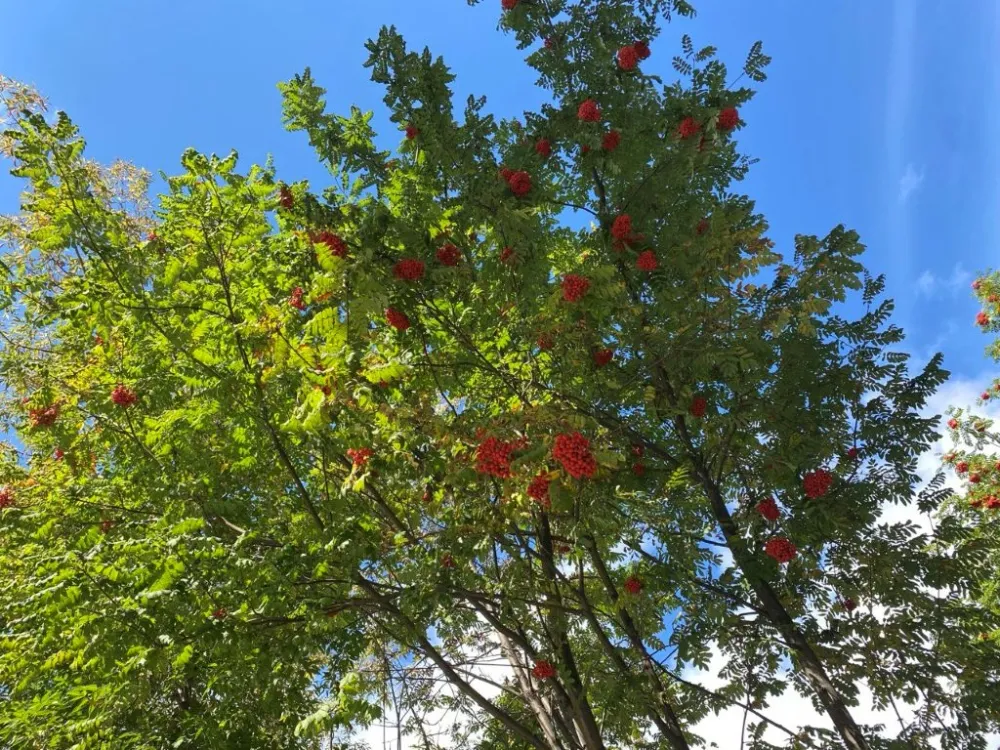 Повышенное давление и ясная погода ожидаются 9 октября в ЕАО