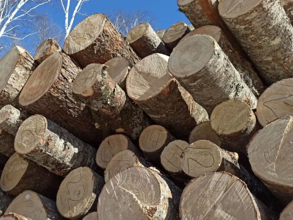 Чёрного лесоруба оштрафовали в ЕАО