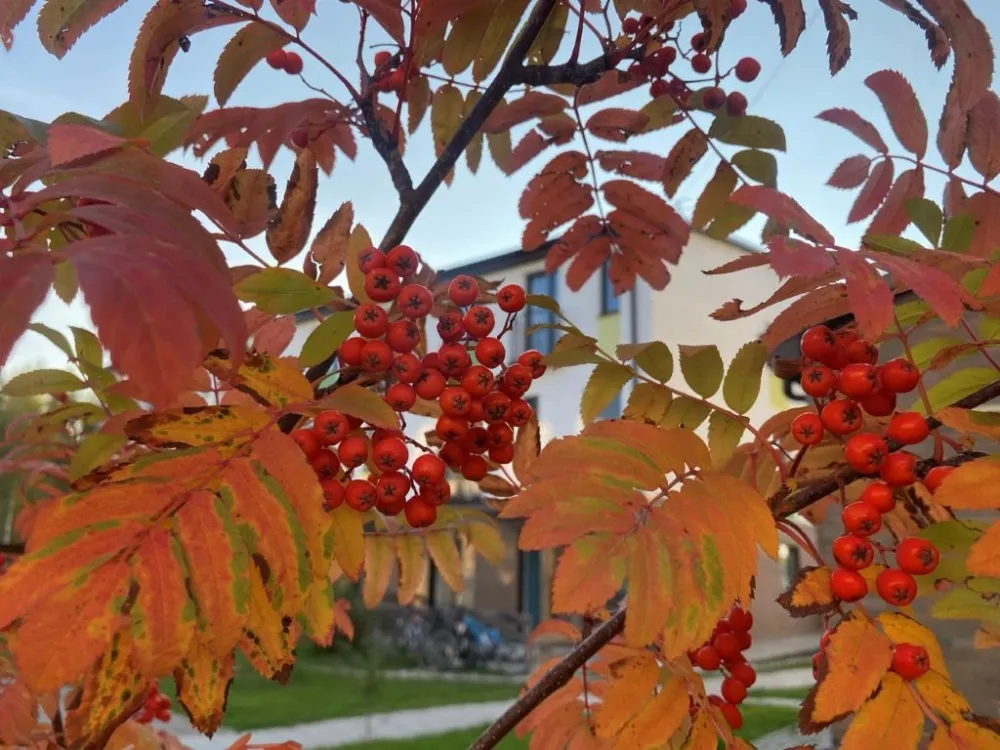 Фестиваль «Рок - кавер-хит» и рэп - вечеринка - анонсы событий в ЕАО