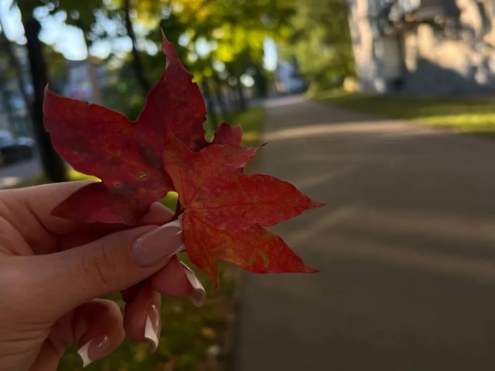 Нужно ли убирать сухую опавшую листву, рассказали специалисты
