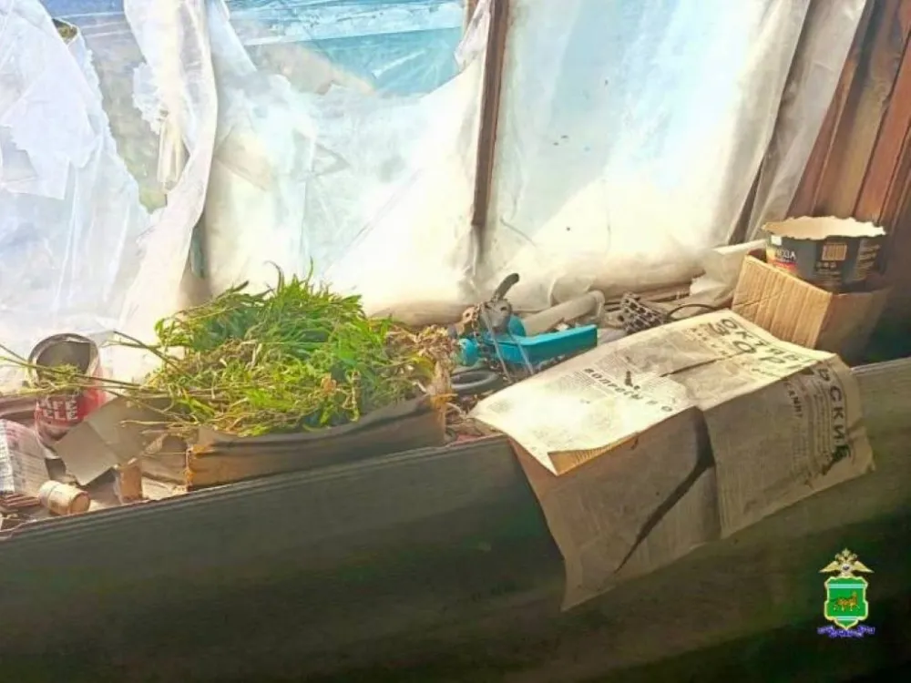 Накосил марихуану за огородом житель Октябрьского района