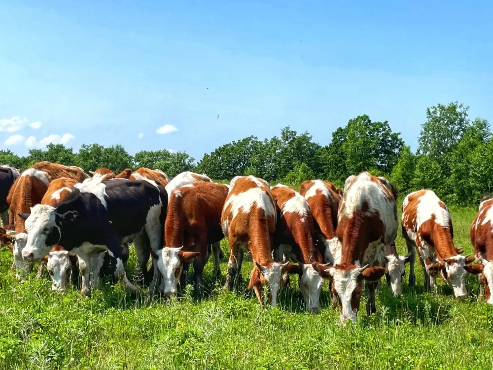 Фермеры ЕАО могут компенсировать затраты на молочное животноводство