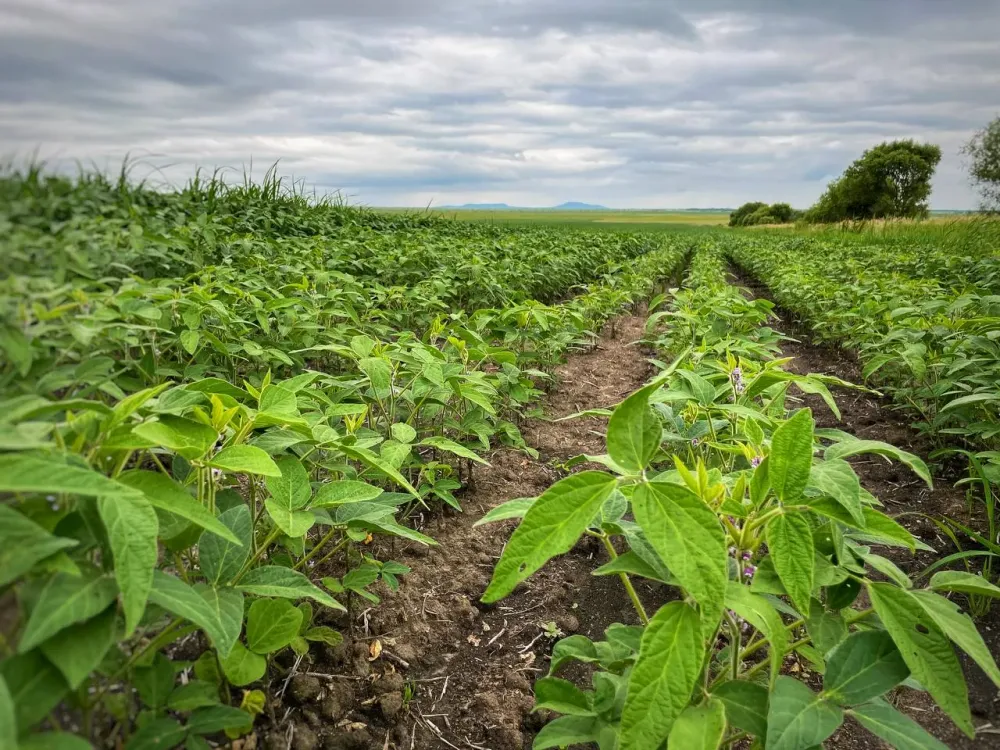 В России прогнозируют рекордный урожай сои, рапса, овощей и ягод в 2025 году