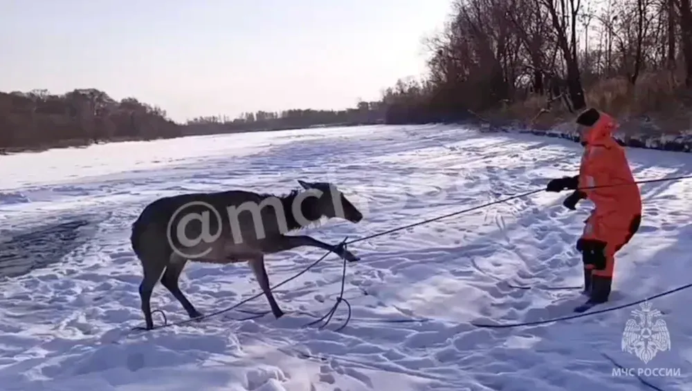 Изюбрь попал в беду: его несколько часов выстаскивали спасатели в Биробиджане