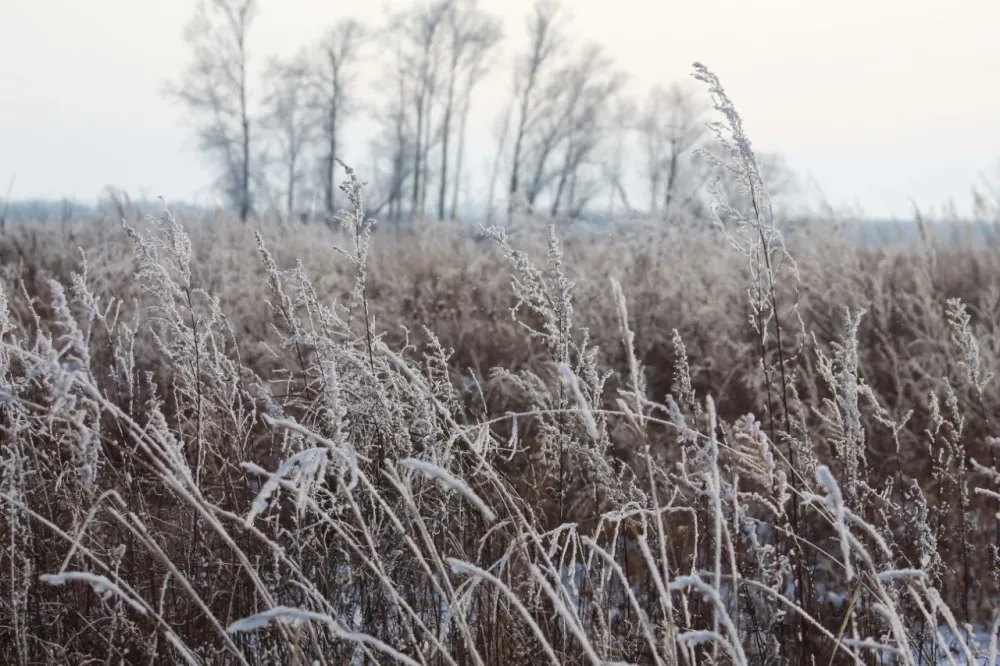 Какой будет погода в четверг в ЕАО, рассказали синоптики