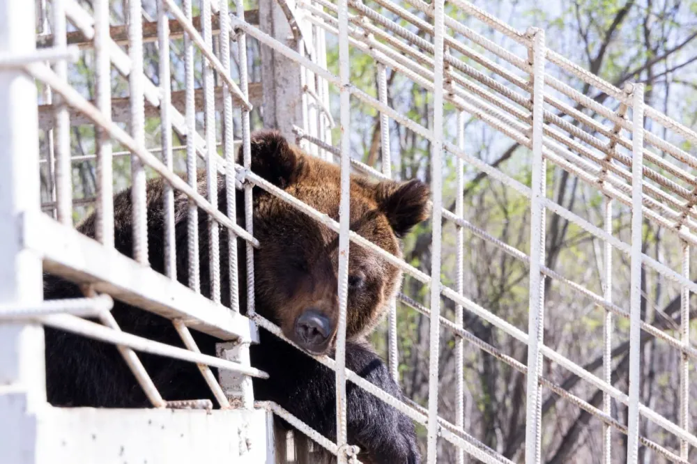 «След медведя» и «бродячий огонь» — что скрывают названия рек и холмов Приамурья
