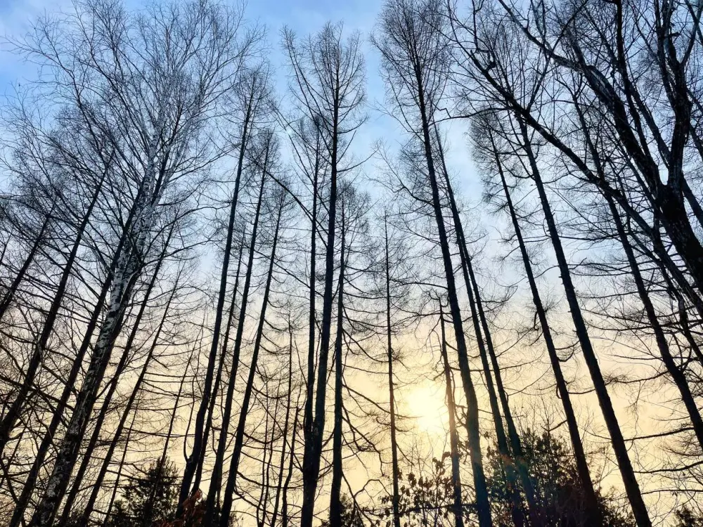 Гороскоп на 19 ноября: Тельцы найдут гармонию, Водолеи откроют новые горизонты