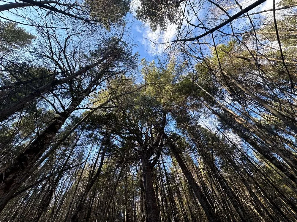 Кедр — царь приамурской тайги!