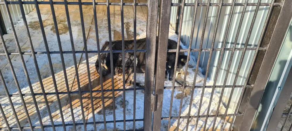 Возобновлена программа «Отлов. Стерилизация. Вакцинация. Выпуск» в Биробиджане