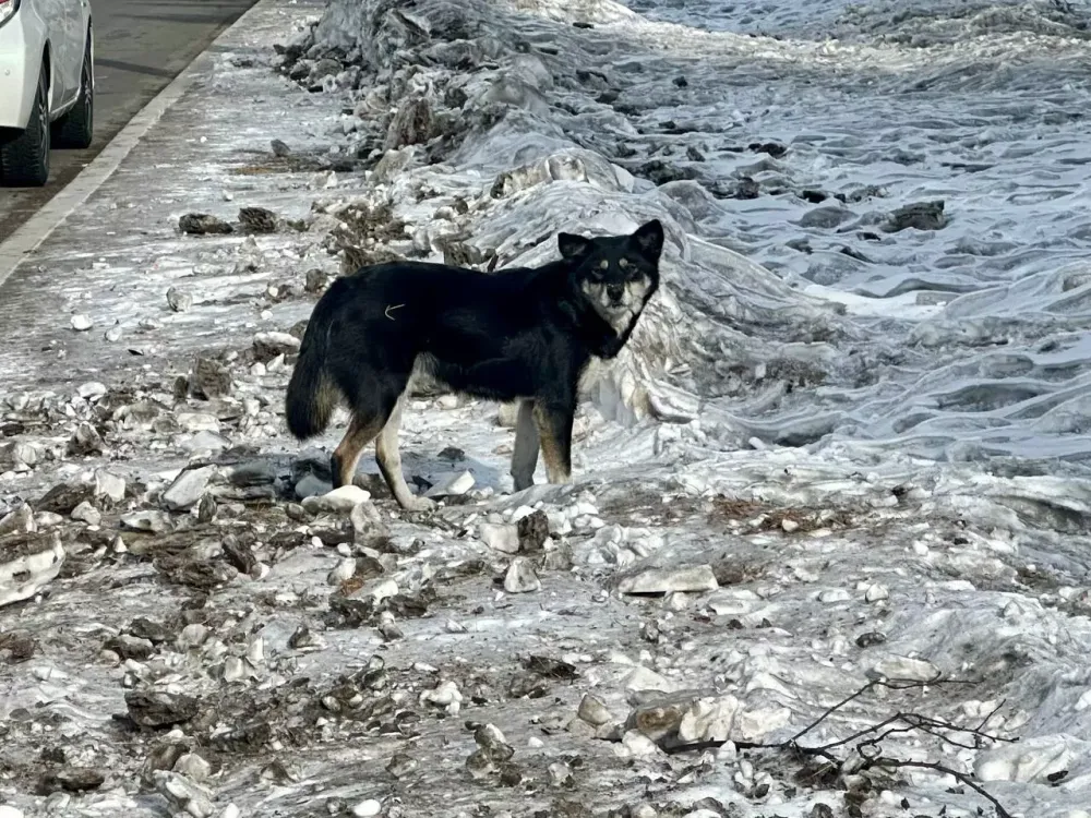 Число укусов животными выросло в ЕАО