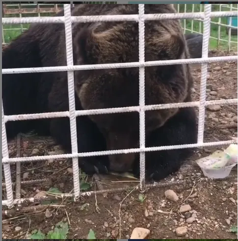 ВИДЕО: Живёт в клетке медведица Нюра в ЕАО уже 10 лет у придорожного кафе