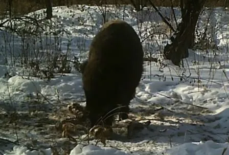 ВИДЕО: Кто доедает за тигром