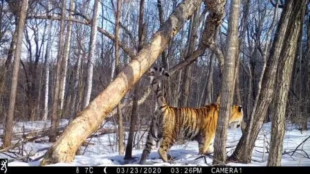 Тигры тоже «вносят поправки» в ЕАО