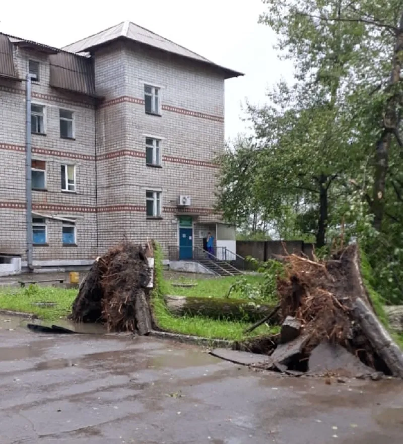 Деревья с корнем из-за непогоды вырвало в п. Теплоозёрск ЕАО