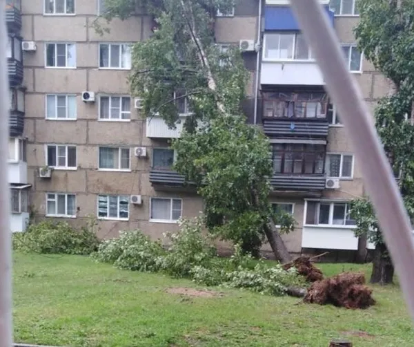 ВИДЕО: Многолетний тополь рухнул на жилой дом в Биробиджане