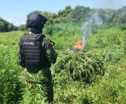 Около 16 га конопли уничтожено в четырёх районах ЕАО в рамках операции «Мак-2020»