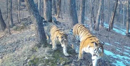 Серьёзная группировка тигров обосновалась под Хабаровском