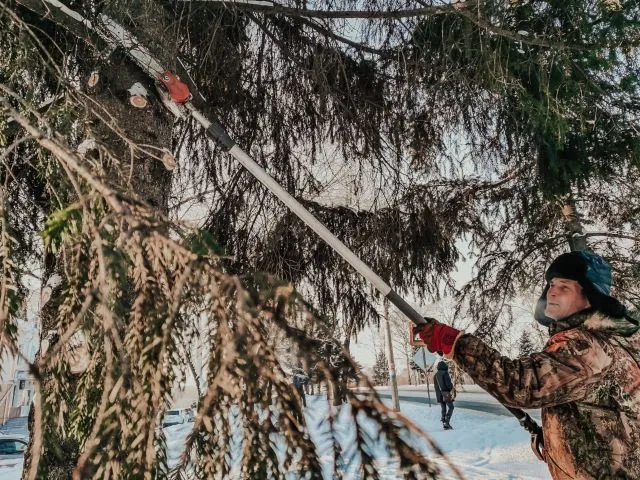 «Укоротить лапы» деревьям в городе намерены власти Биробиджана