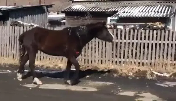 Лошади атаковали людей на улицах Хинганска ЕАО