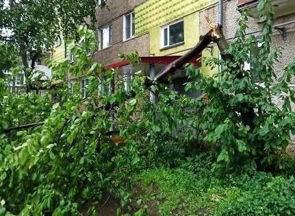 Оборваны провода и повалены деревья: серьезные повреждения нанес ливень Биробиджану