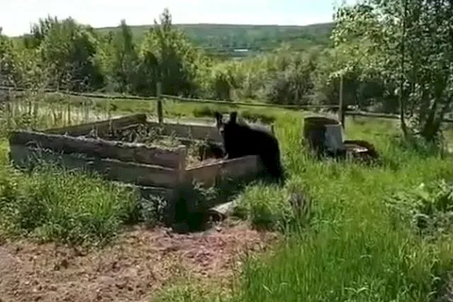 ВИДЕО: Три медведя забрели к дачникам в Хабаровском крае