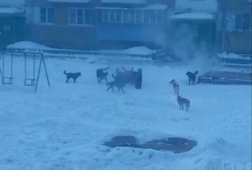 ВИДЕО: Собаки загрызли ребенка в Забайкалье