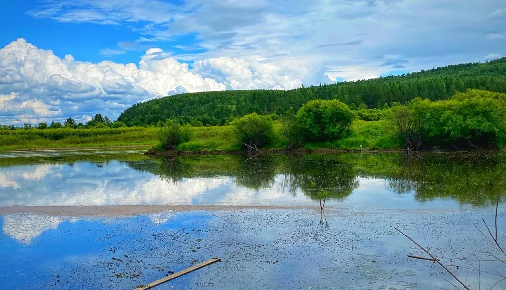 Что делать при запутывании в водорослях, рассказали спасатели ЕАО