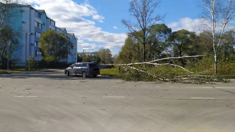 Упало дерево на крышу автомобиля в Биробиджане