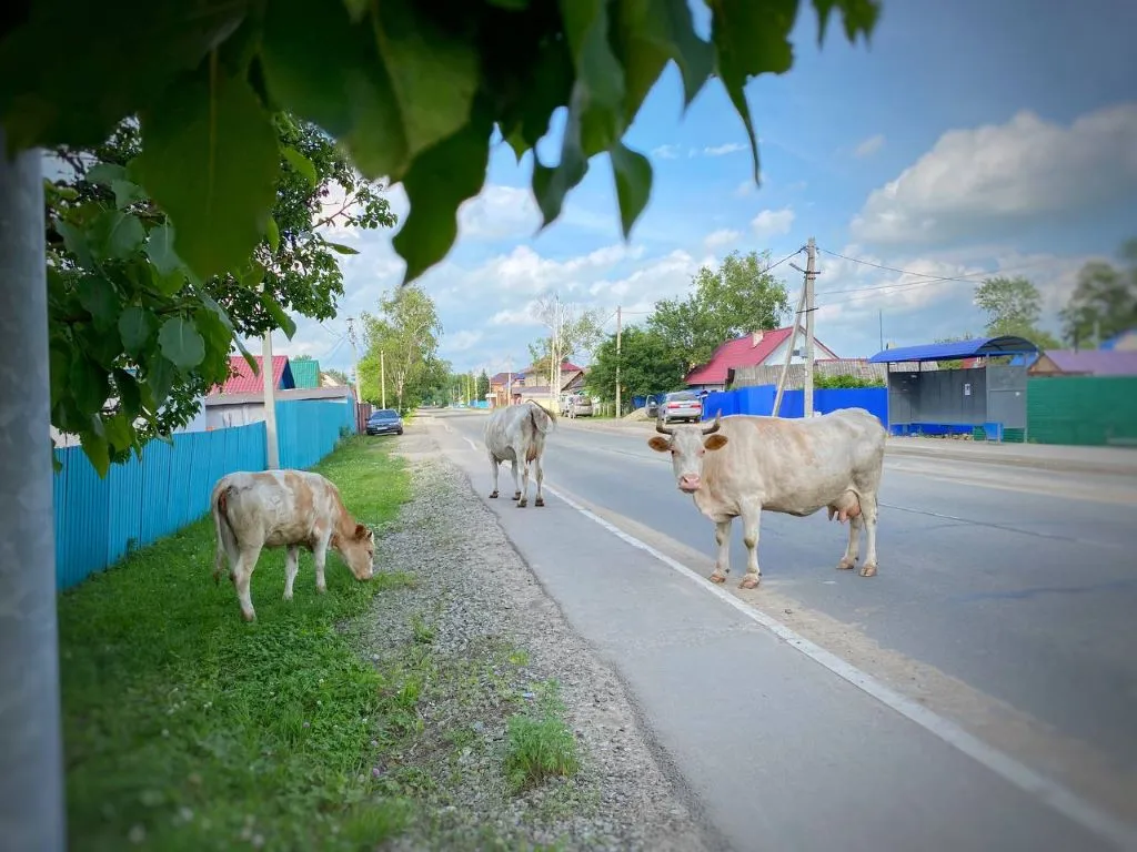 Получить льготный кредит на личное подсобное хозяйство  можно будет впервые в РФ