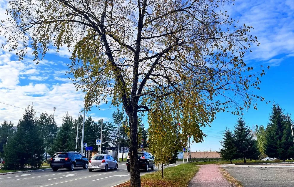 Какой будет погода 20 октября в Приамурье