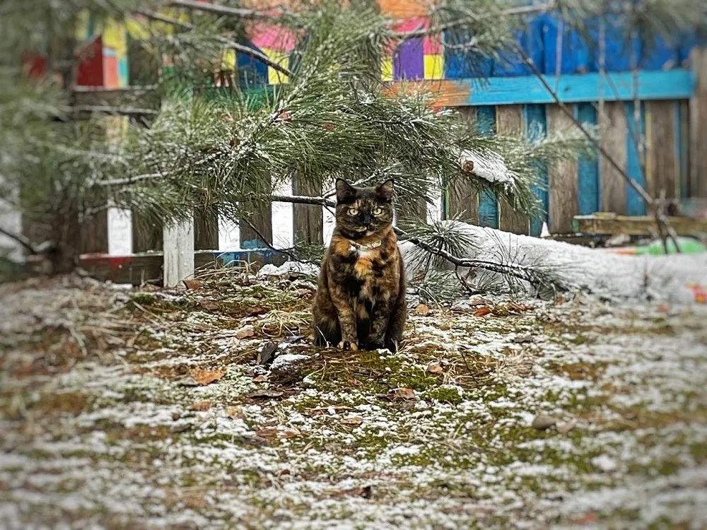 Какой будет погода в Приамурье 24 ноября