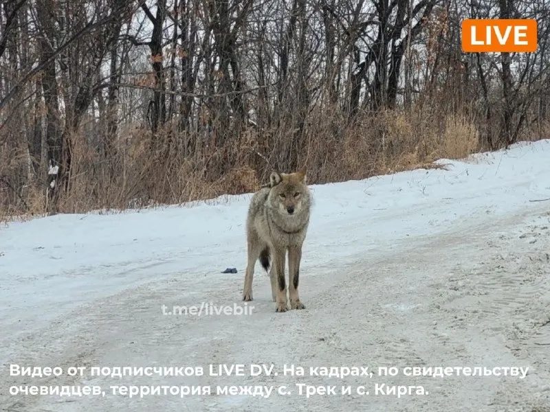 Волка заметили в Бираканском поселении ЕАО