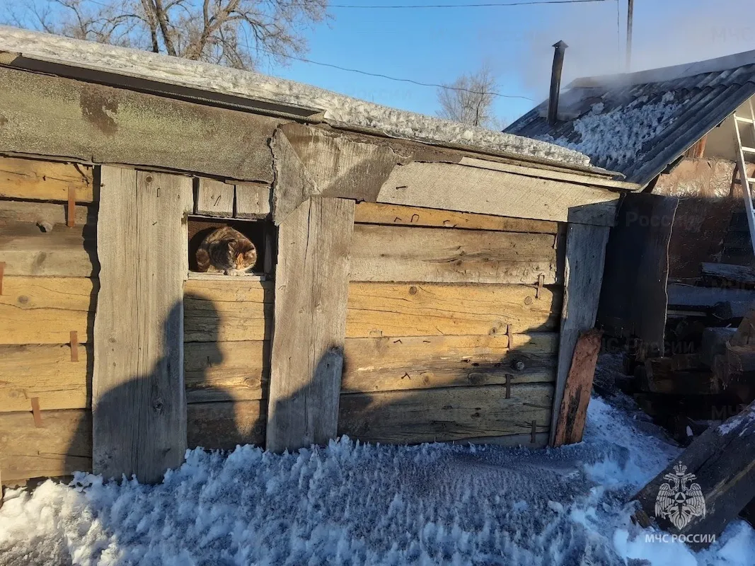 Восемь кошек спасли при пожаре в одном из районов ЕАО