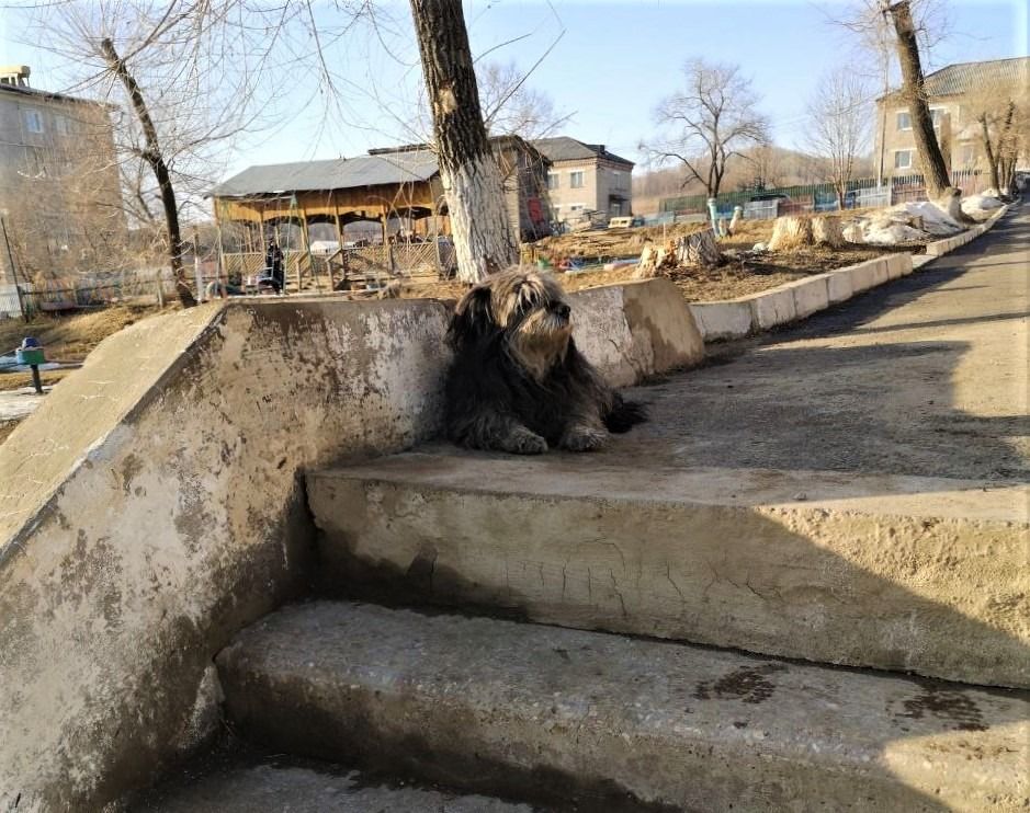 Извинился за нападение собаки на детей глава Теплоозёрского поселения в ЕАО